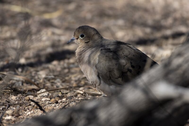 morningdove0467.jpg