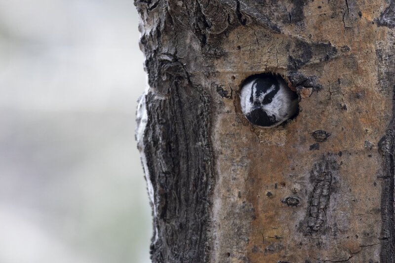 mountainchickadee1408.jpg