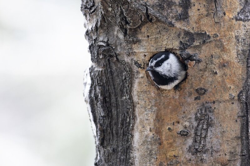 mountainchickadee1419.jpg