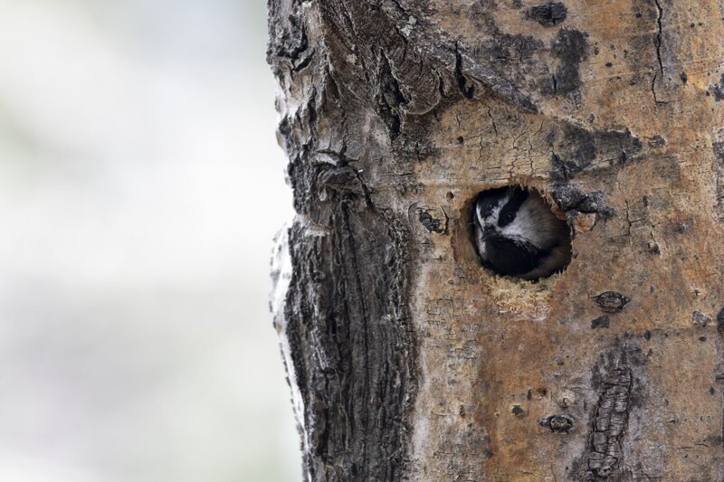 mountainchickadee1426.jpg