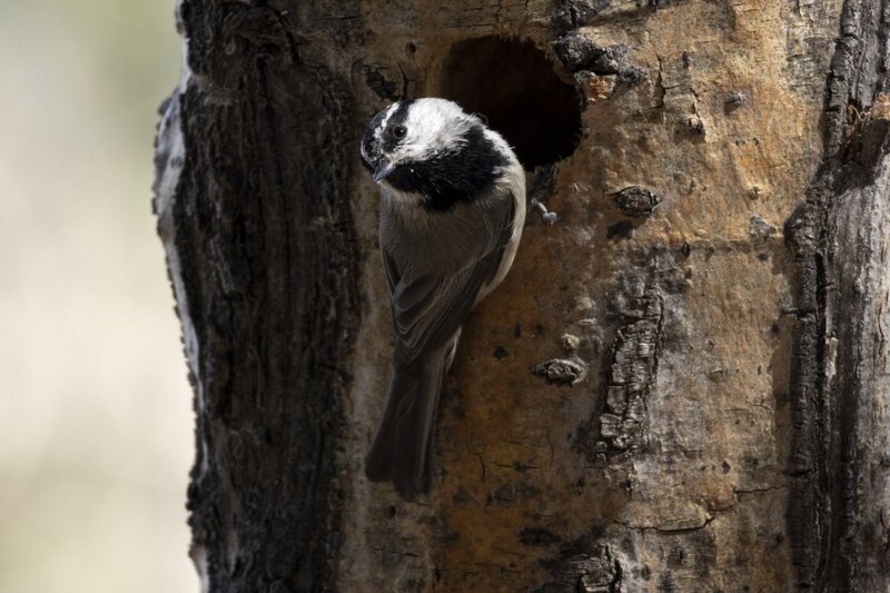 mountainchickadee1450.jpg