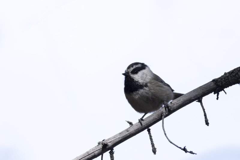 mountainchickadee1454.jpg