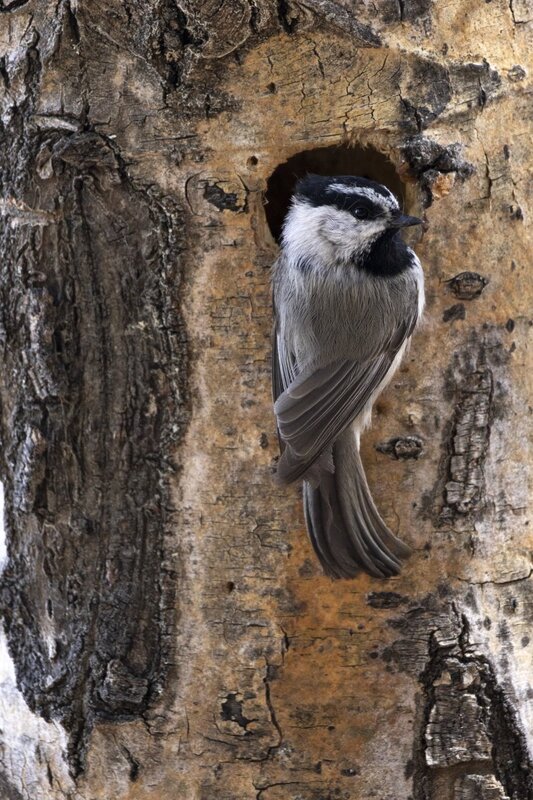 mountainchickadee1467.jpg