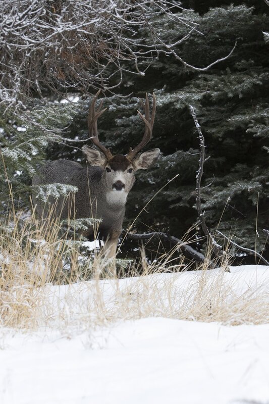 muledeer-0257.jpg