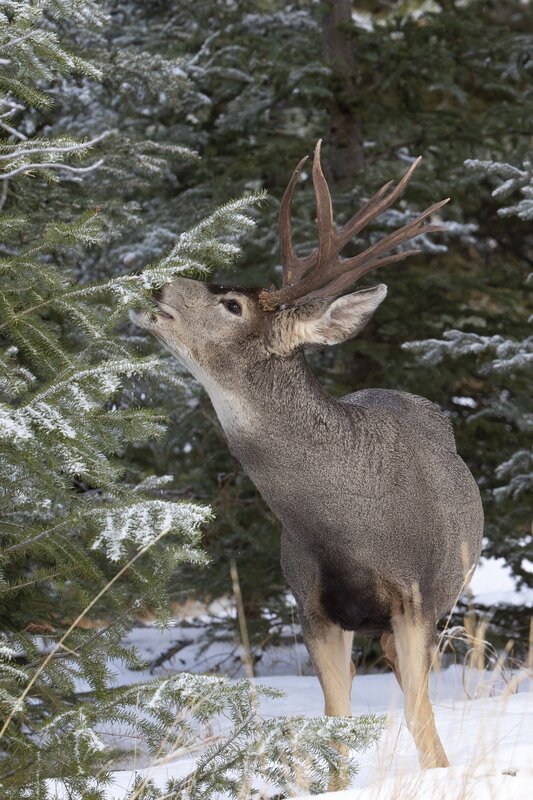 muledeer-0328.jpg