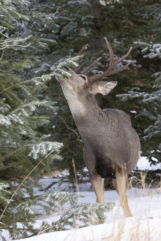 muledeer-0338.jpg