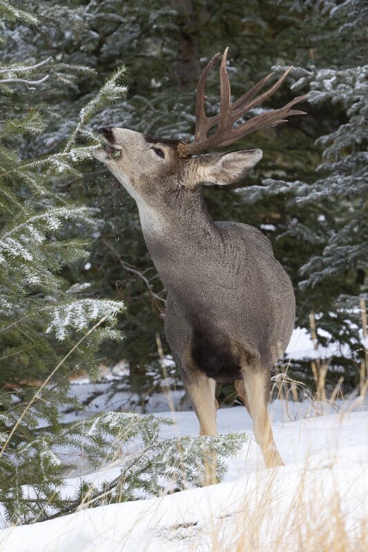 muledeer-0345.jpg