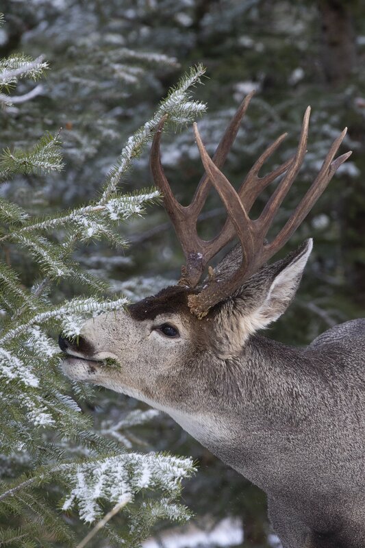 muledeer-0349.jpg