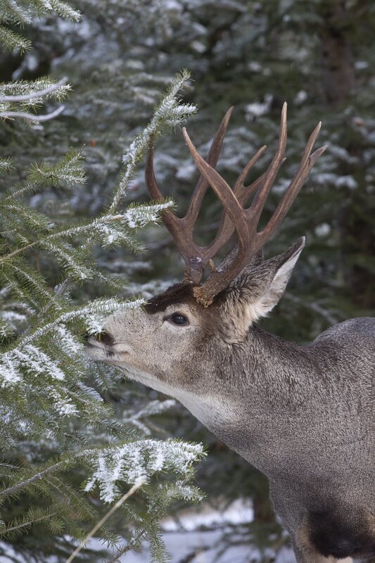 muledeer-0352.jpg