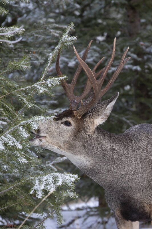 muledeer-0355.jpg