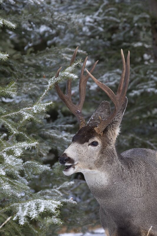 muledeer-0362.jpg