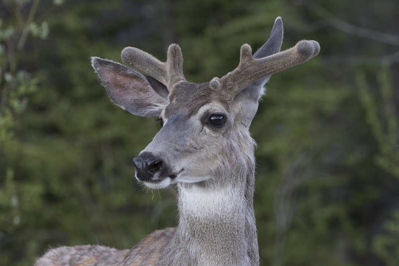 muledeer-0885.jpg :: Closeup of mule deer buck with velvet antlers in summer