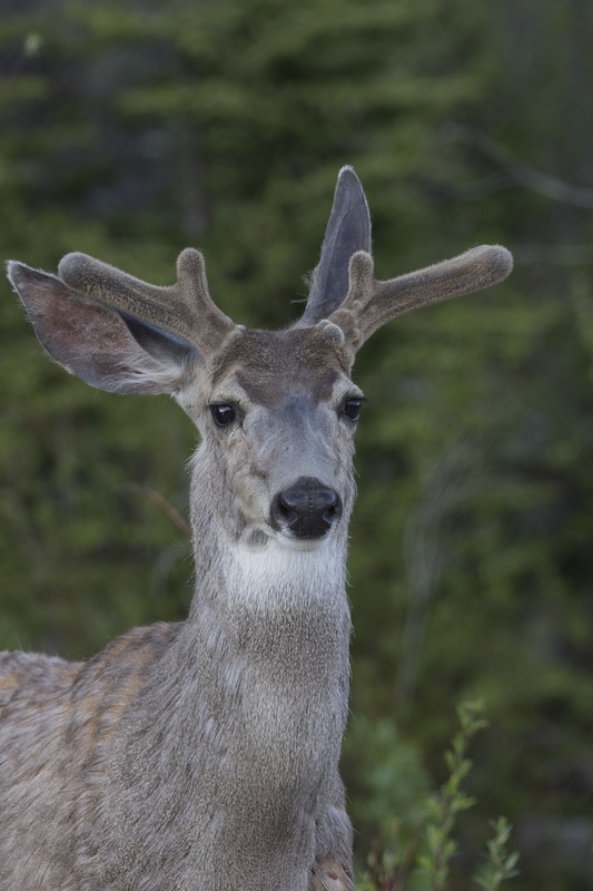 muledeer-08881.jpg :: Closeup of mule deer buck with velvet antlers in summer