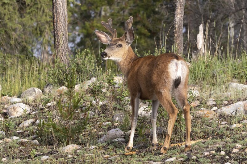 muledeer-1163.jpg
