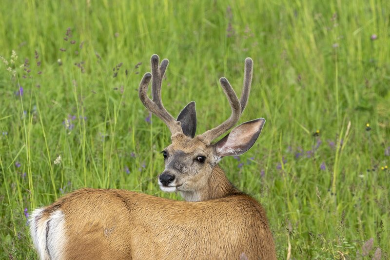 muledeer-1773.jpg