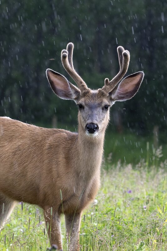 muledeer-1784.jpg
