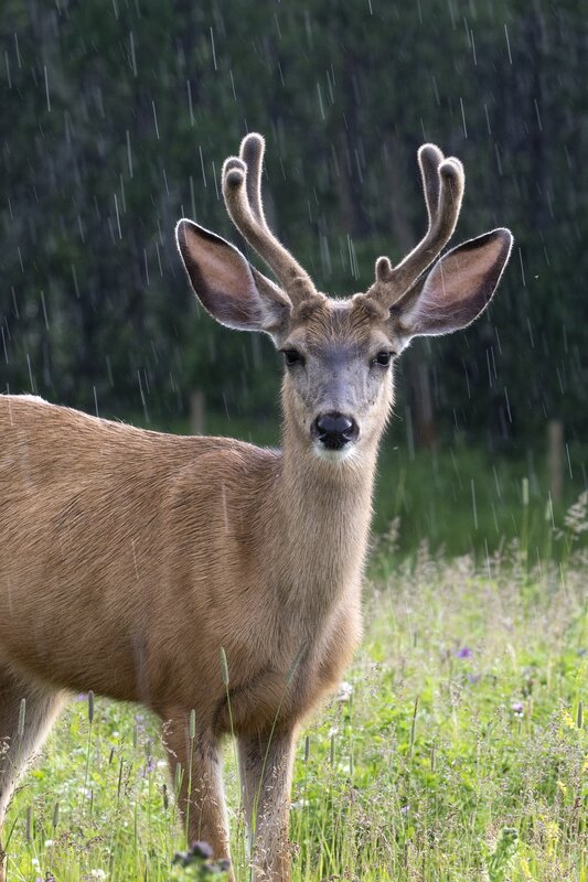muledeer-1789.jpg