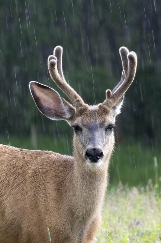 muledeer-1827.jpg
