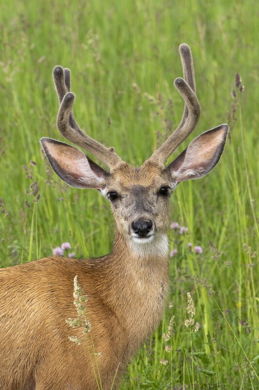 muledeer-1832.jpg