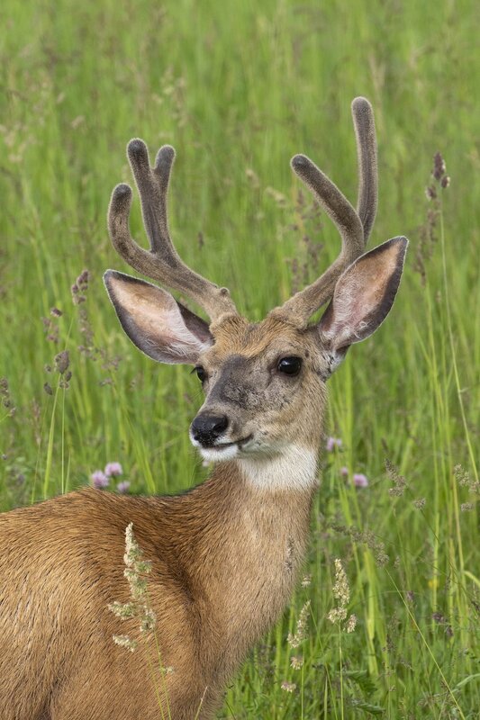 muledeer-1847.jpg