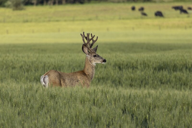 muledeer-4250.jpg