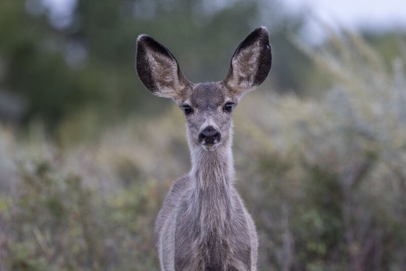 muledeer-9115.jpg
