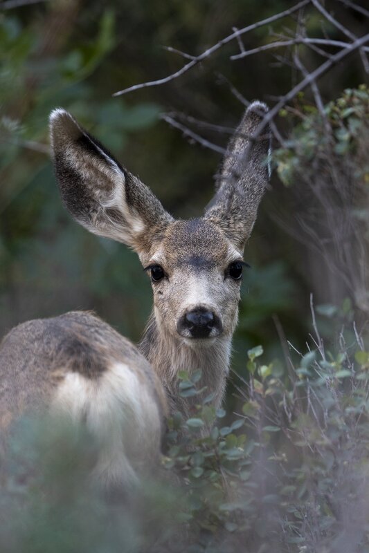 muledeer-9119.jpg