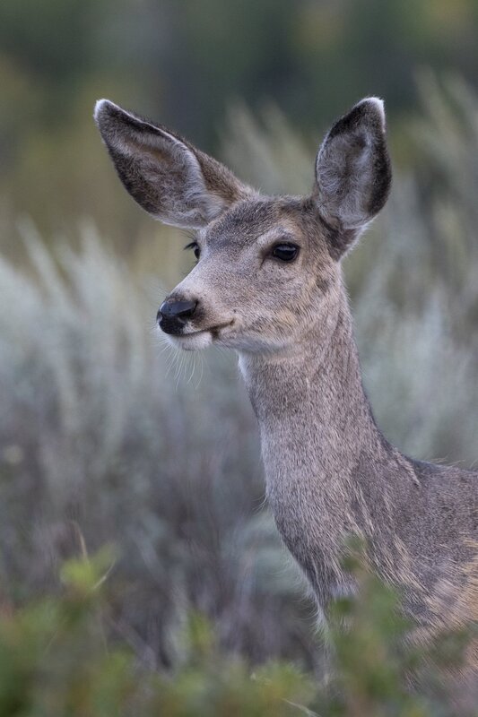 muledeer-9134.jpg
