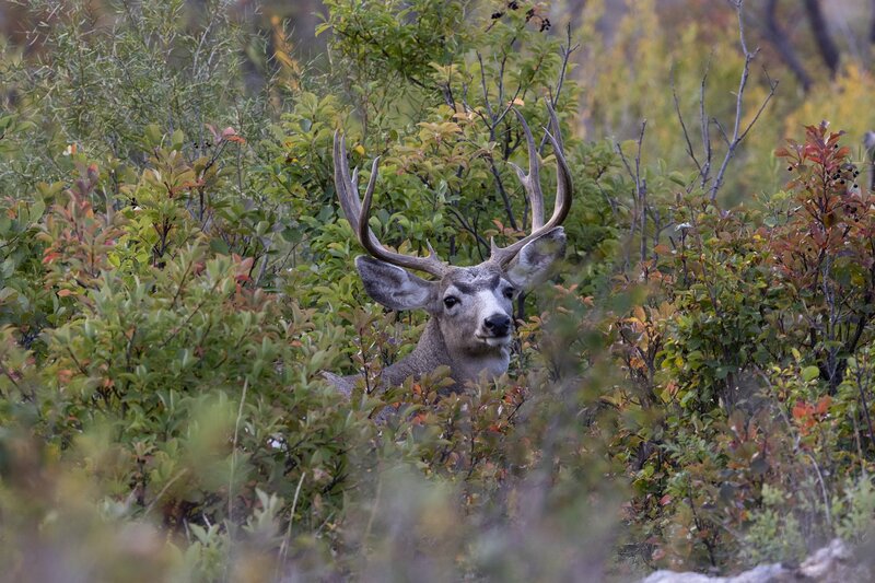 muledeer-9211.jpg