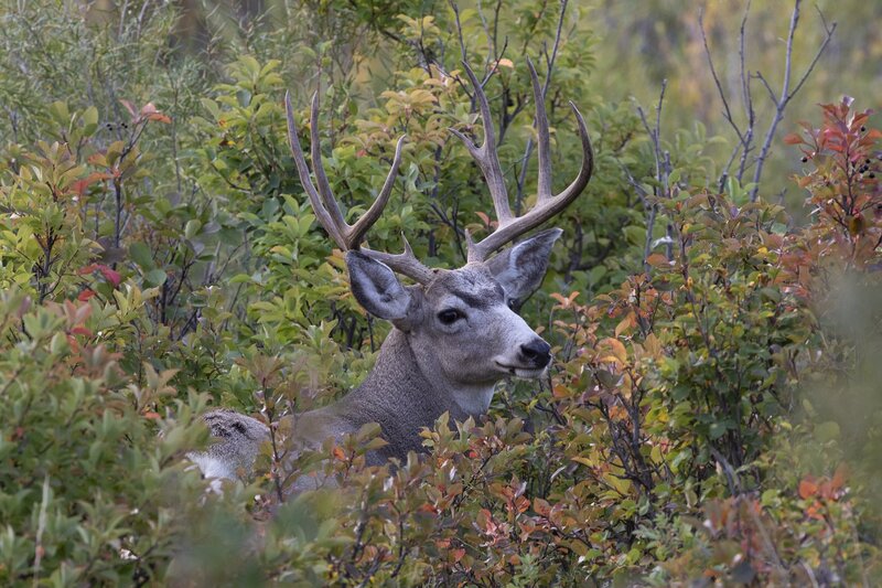 muledeer-9225.jpg