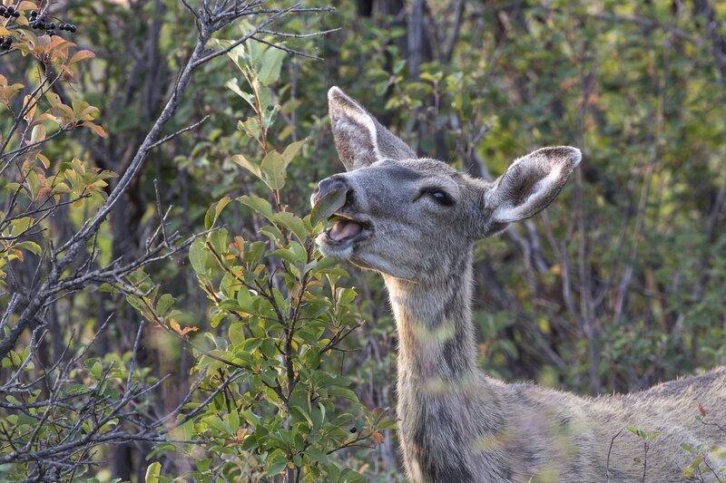 muledeer-9233.jpg