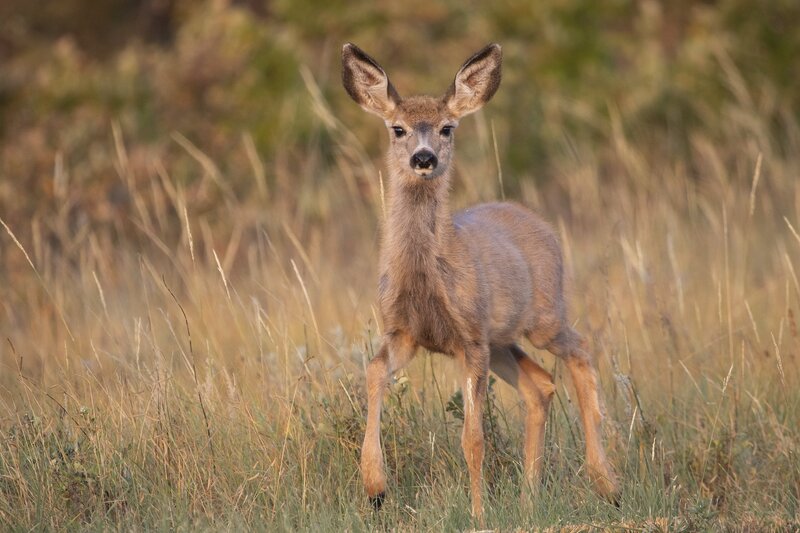 muledeer-9425.jpg