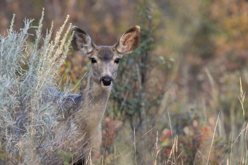 muledeer-9431.jpg