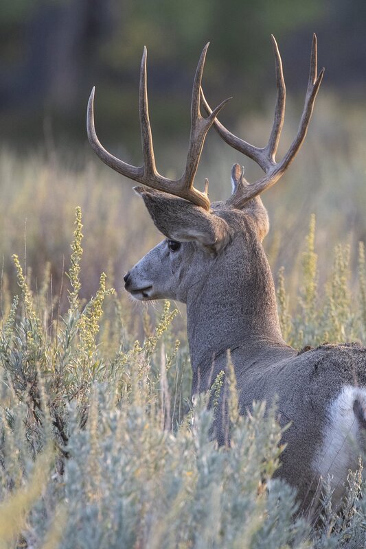 muledeer-9442.jpg