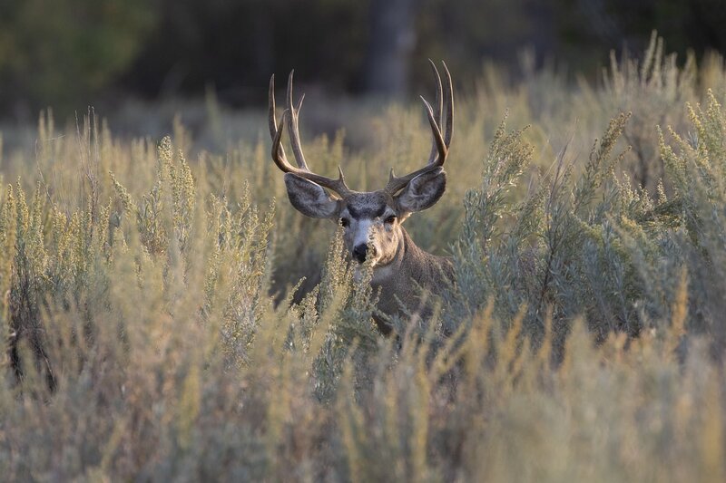 muledeer-9463.jpg