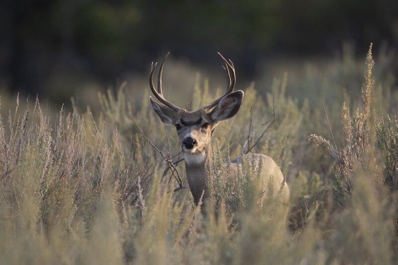 muledeer-9480.jpg