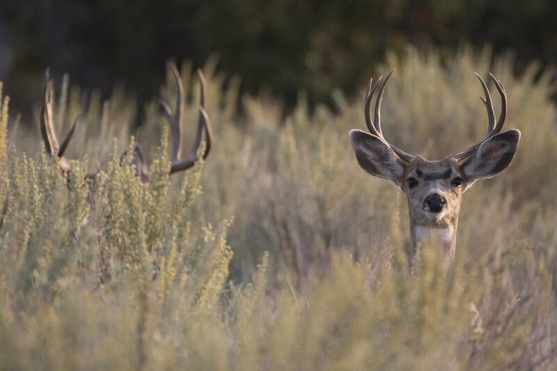 muledeer-9483.jpg