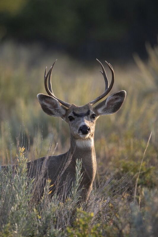 muledeer-9494.jpg