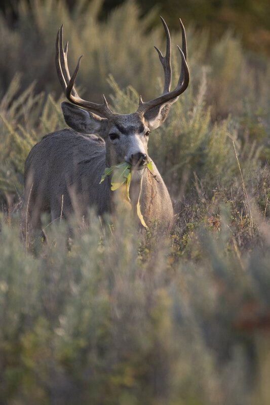 muledeer-9511.jpg