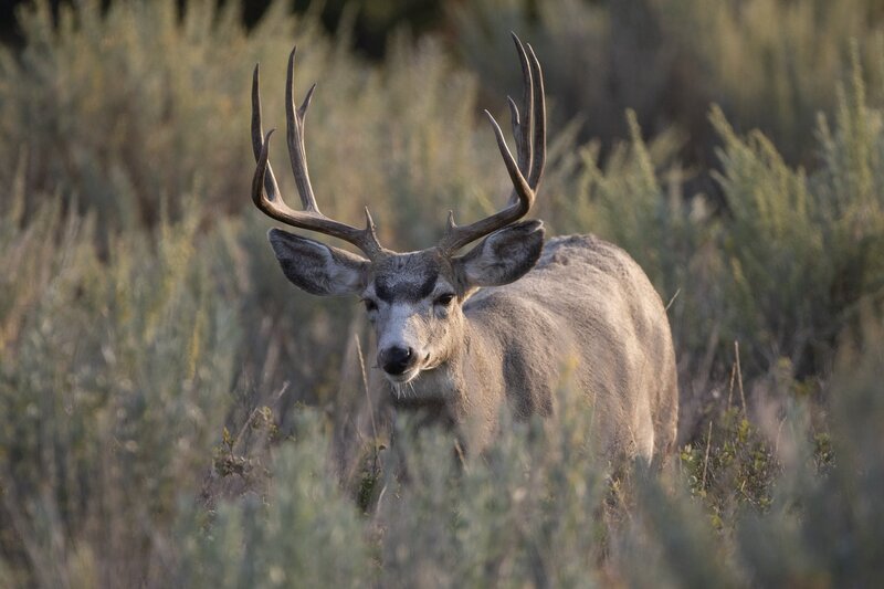 muledeer-9526.jpg