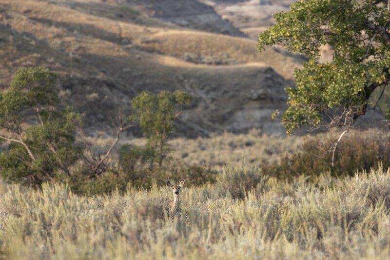 muledeer-9527.jpg