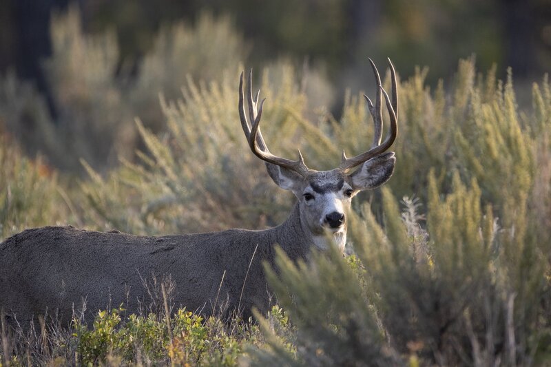 muledeer-9531.jpg