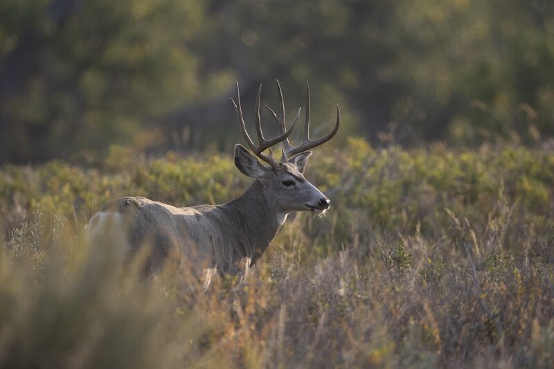 muledeer-9540.jpg