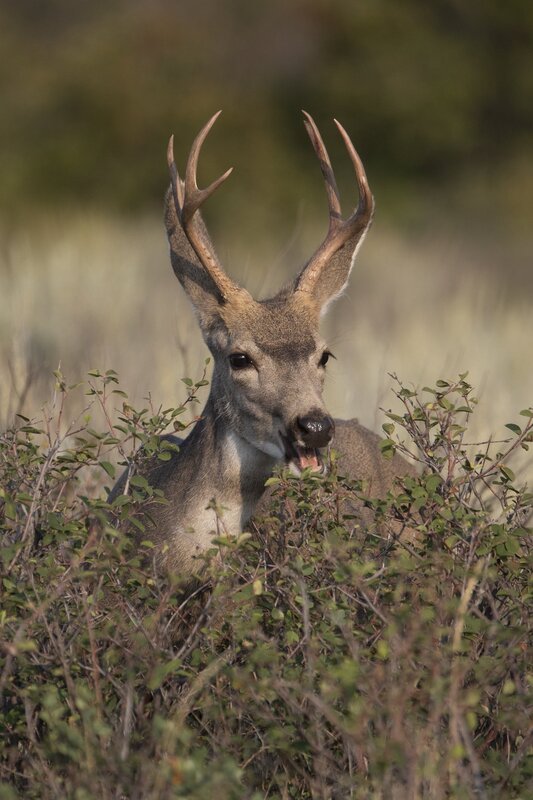 muledeer-9548.jpg