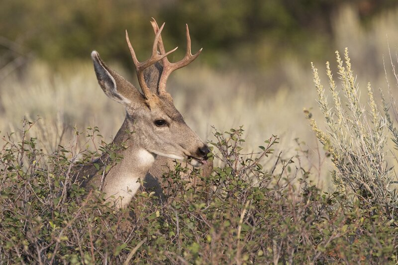 muledeer-9558.jpg