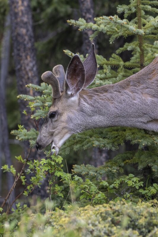 muledeer2385.jpg
