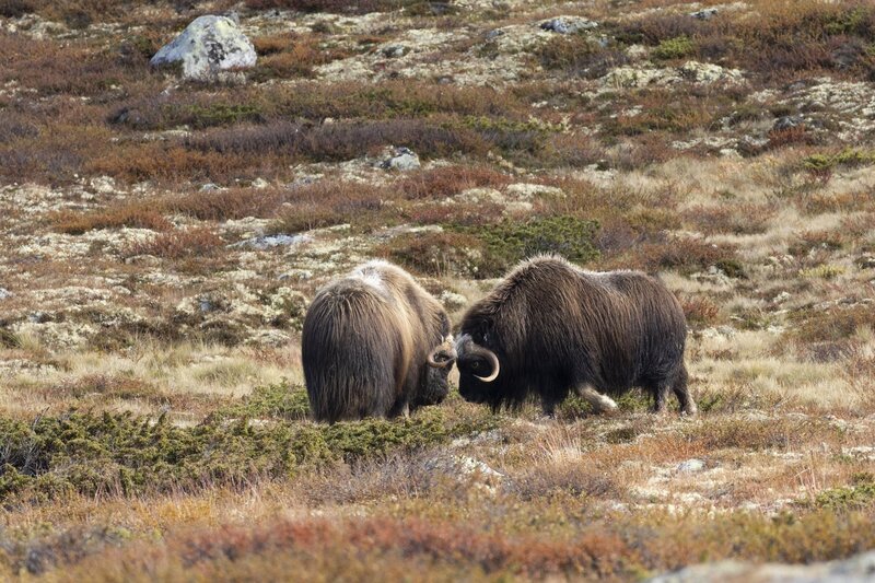 muskox-5511.jpg