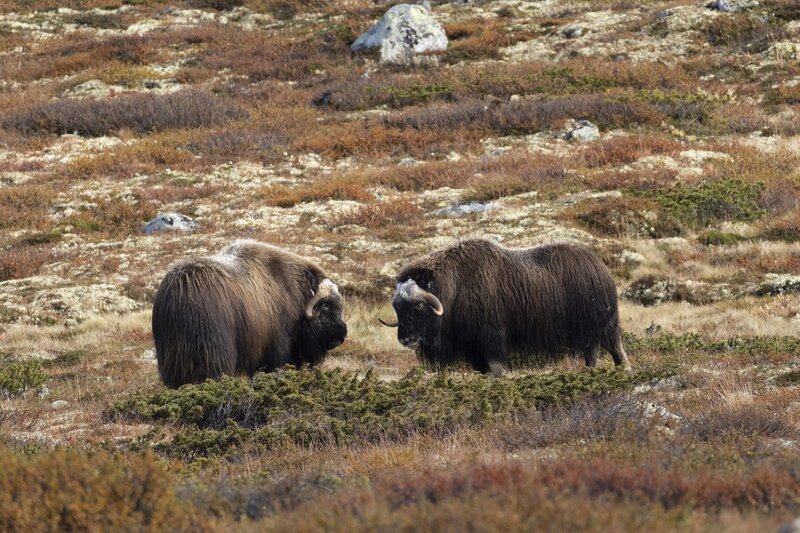 muskox-5524.jpg