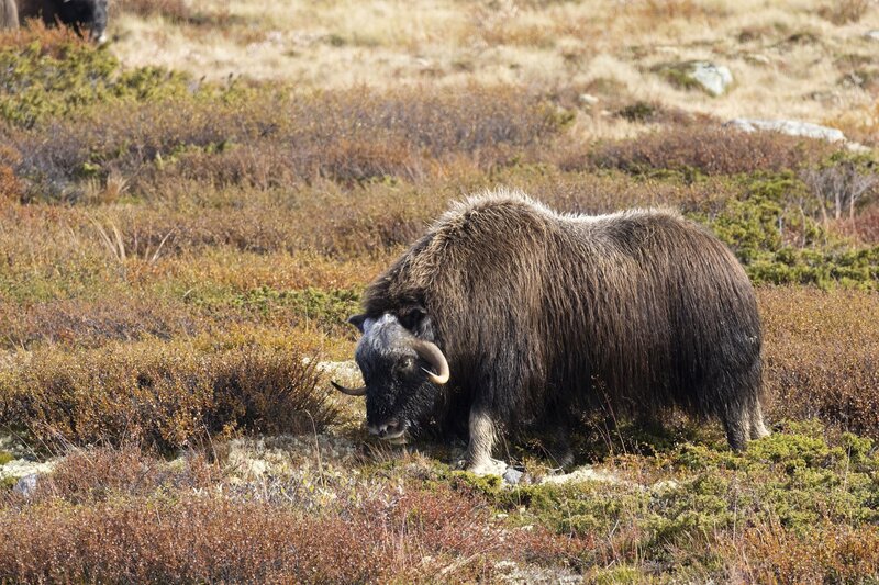 muskox-5548.jpg