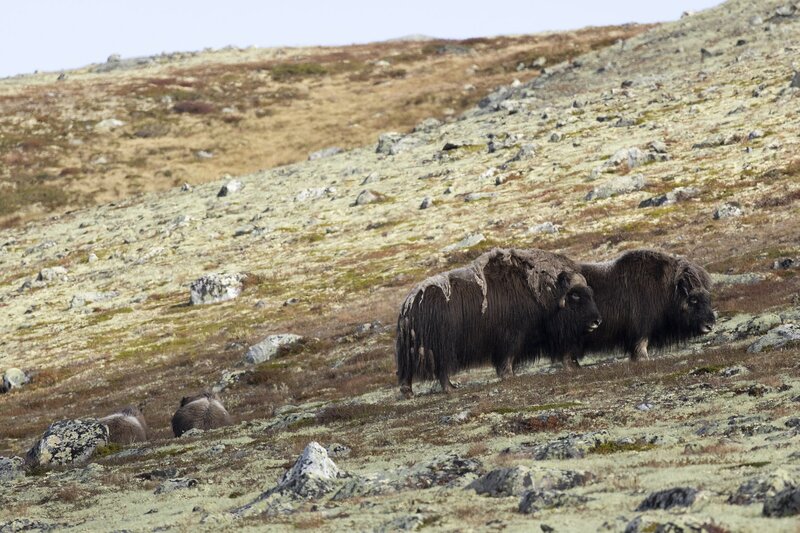 muskox-5570.jpg